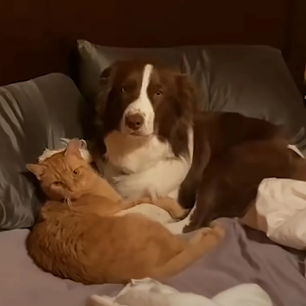 Cat and puppy