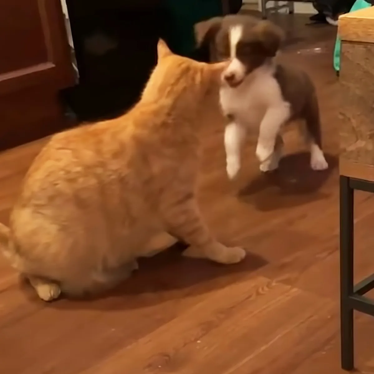 Cat and puppy