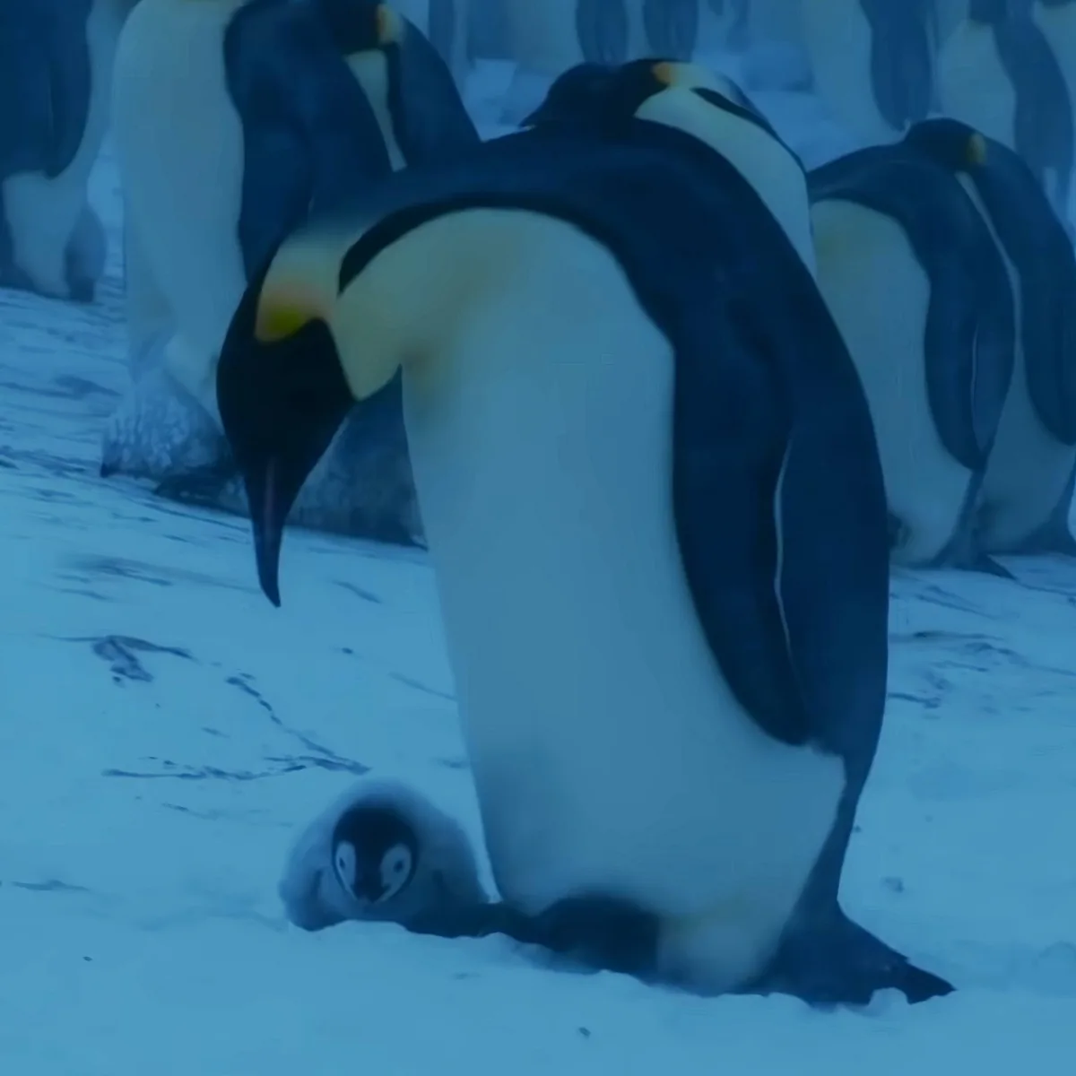 Baby penguin with mom