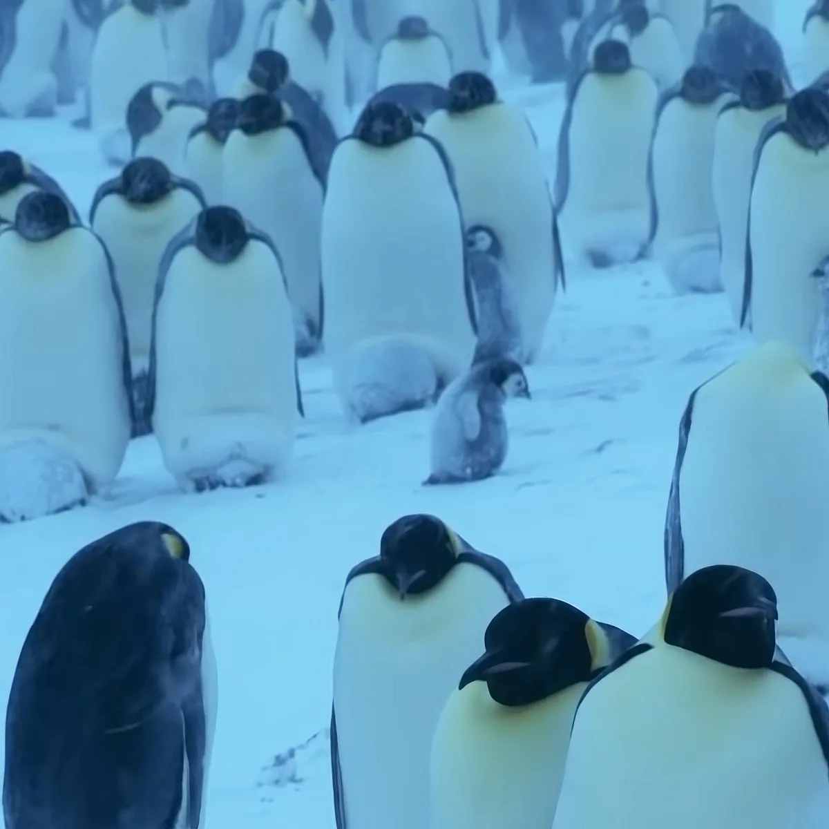 A group of emperor penguins, some with chicks, stand in a snowy landscape.