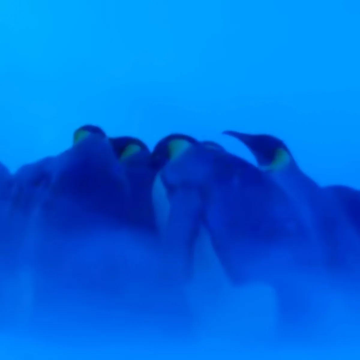 A group of penguins with yellow beaks are silhouetted against a bright blue background.