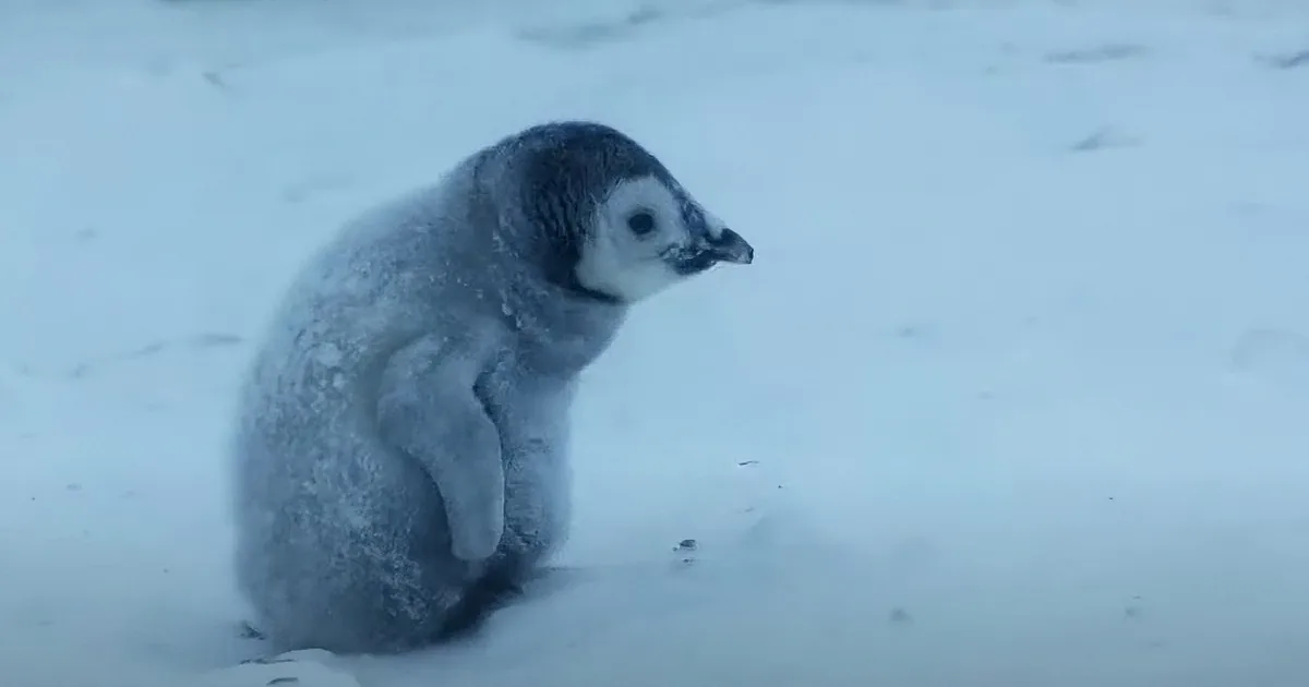 Baby Penguin Braves Harrowing Blizzard Is Search of Mum