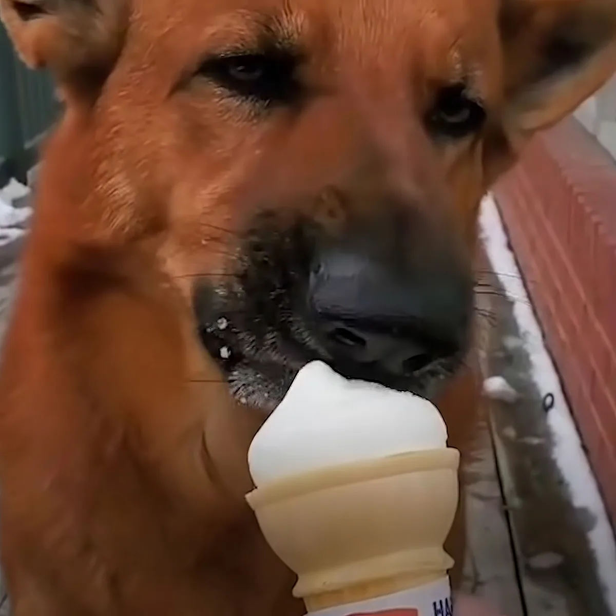 A dog is eagerly licking a vanilla ice cream cone.