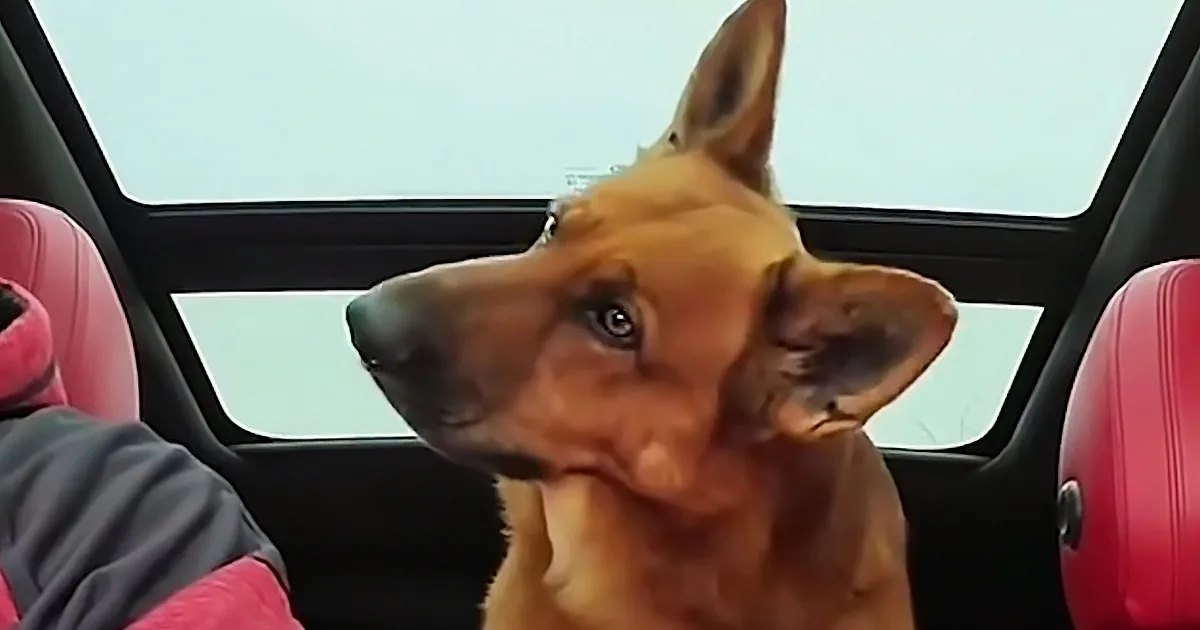 German Shepherd Listens Close as Dad Tells Him the Day''s Itinerary