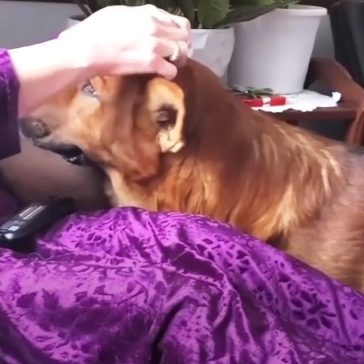 A golden retriever is being petted on its head by a person wearing a purple shirt.