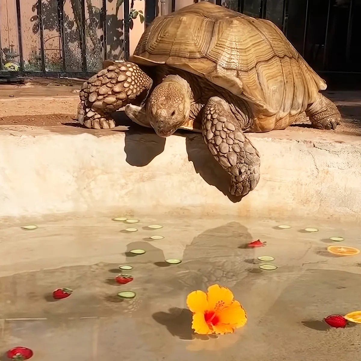 A large tortoise is partially submerged in water with floating orange slices and a yellow flower.