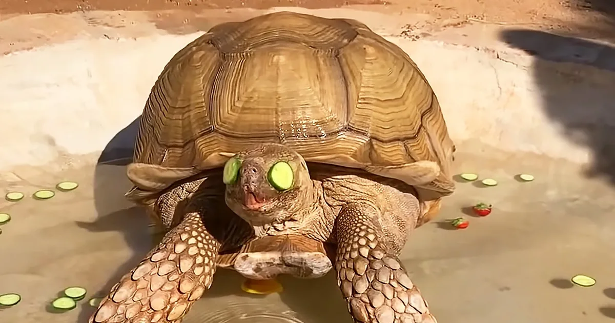 175-Pound Tortoise Has His Own Personal Spa