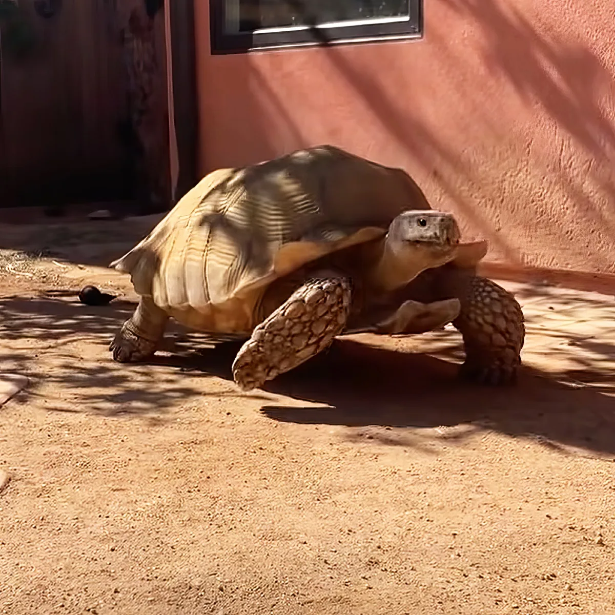 A tortoise with a patterned shell walks on sandy ground under a tree's shadow near a pink wall.