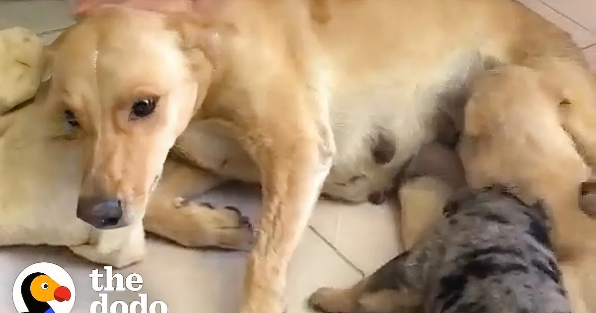 Brave Stray Mama Dog Raises Pups Despite Heartbreaking Condition