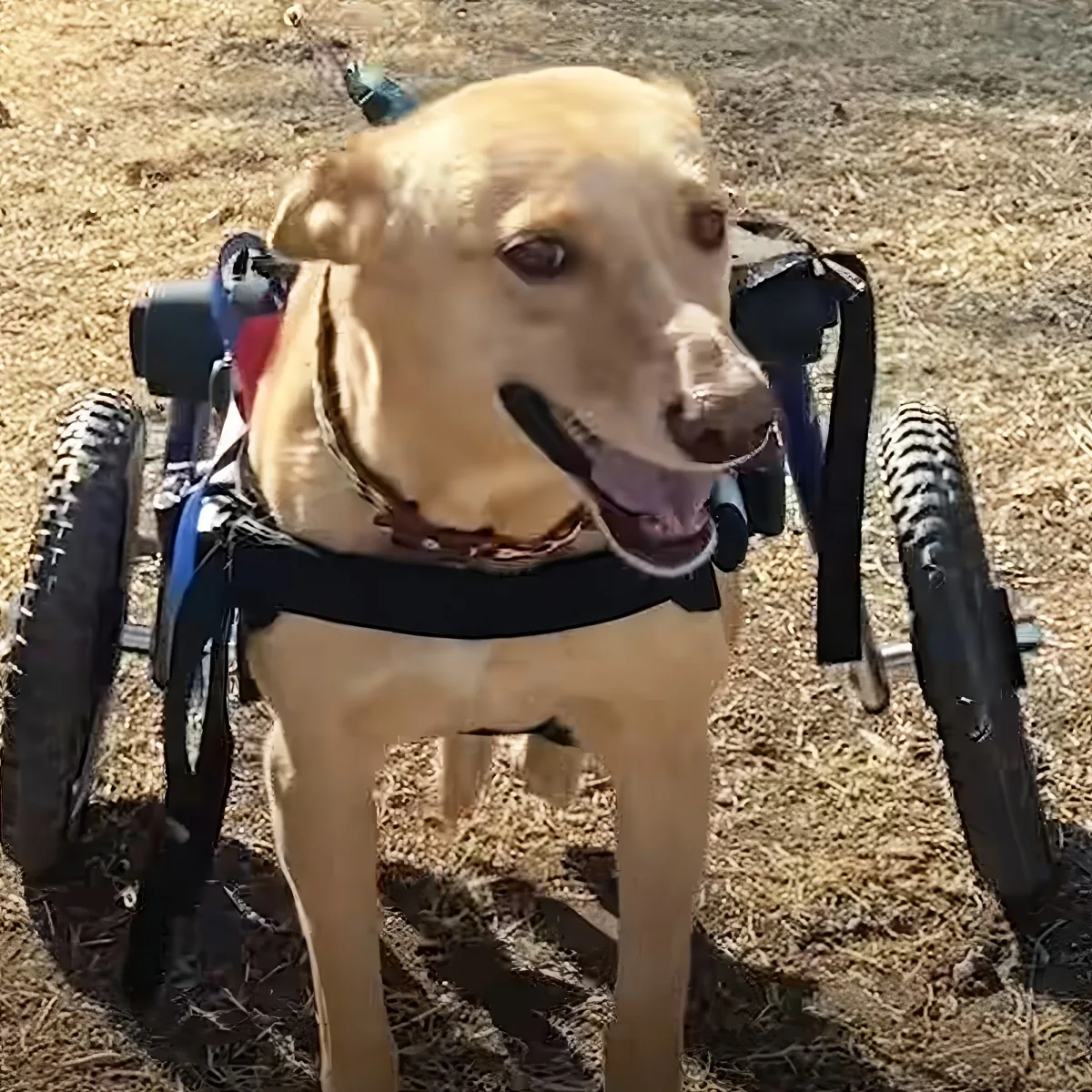 A happy yellow Labrador in a wheelchair sits on dry grass, looking directly at the camera.