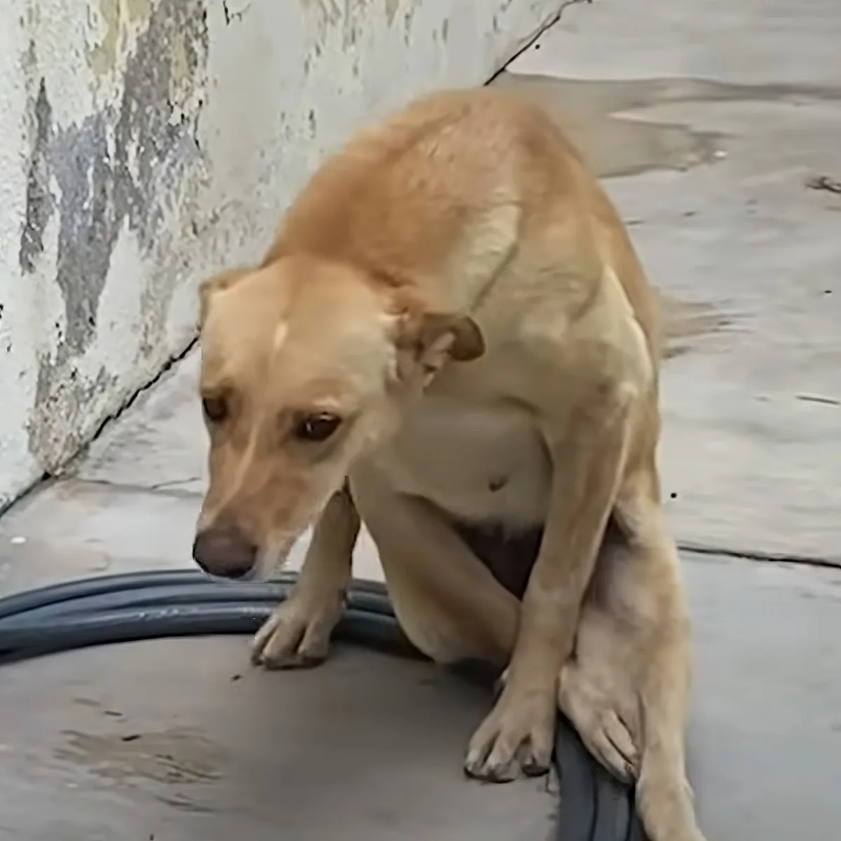 A light brown dog is crouching on a concrete surface near a wall with peeling paint.