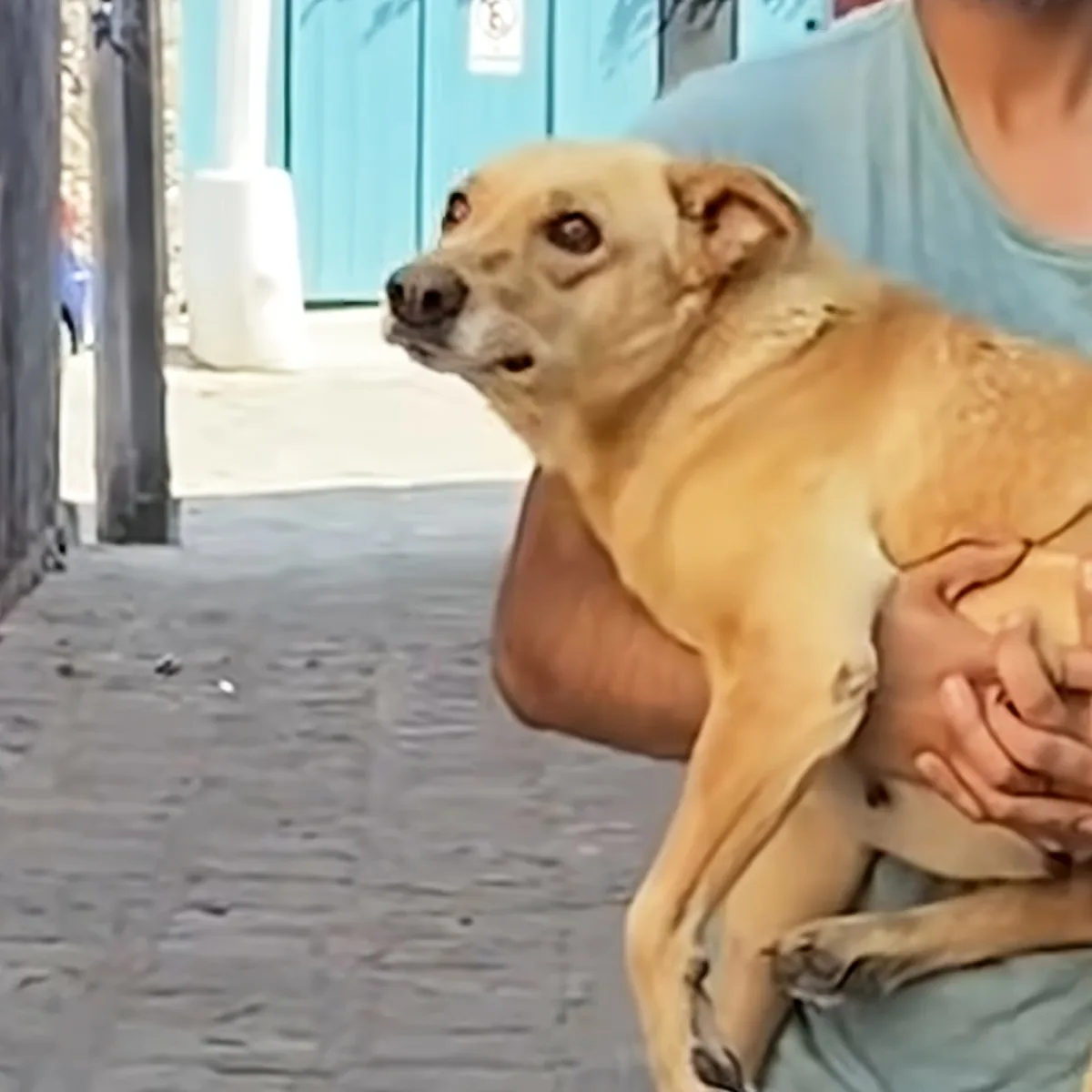 A light brown dog is being held by a person in a blue shirt on a sidewalk.