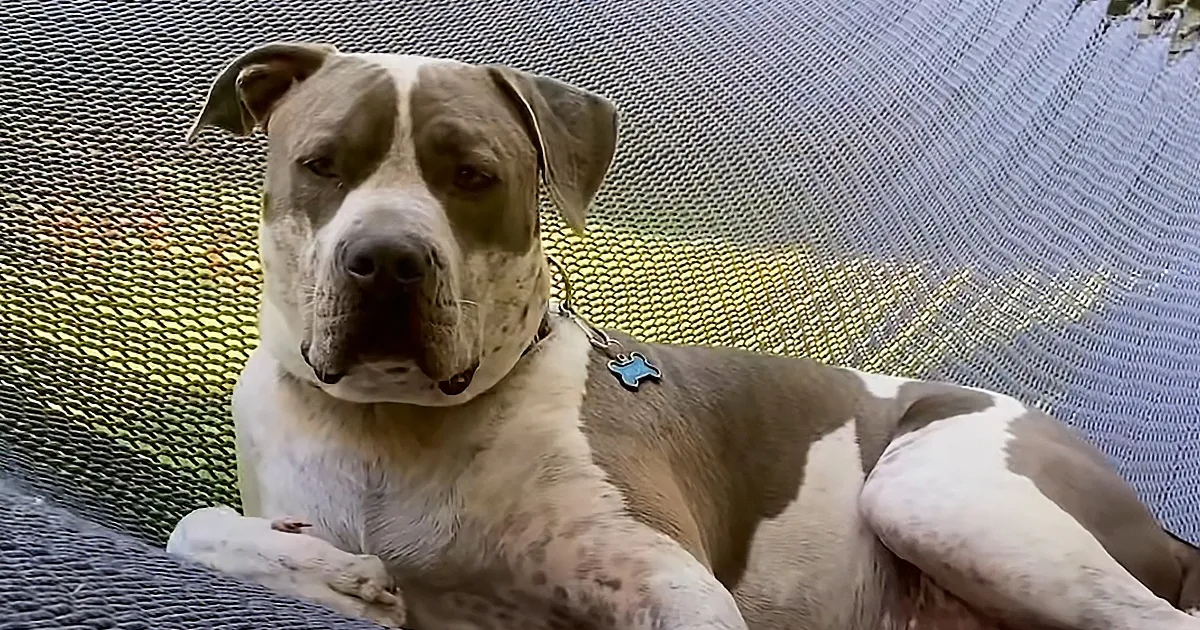120-Pound Pitbull Loves to Flop Into Hammock After Long Day Babysitting