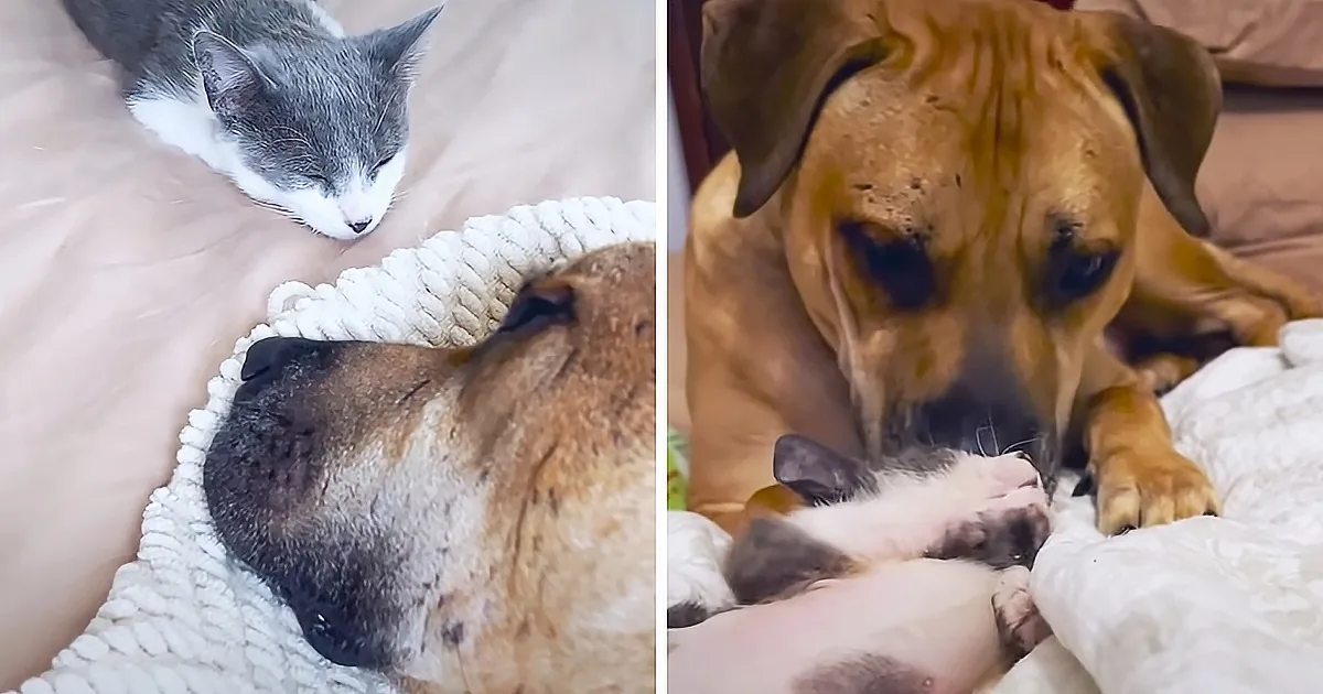 Tiny Orphaned Kitten Adopts Giant Pitbull as His Mom