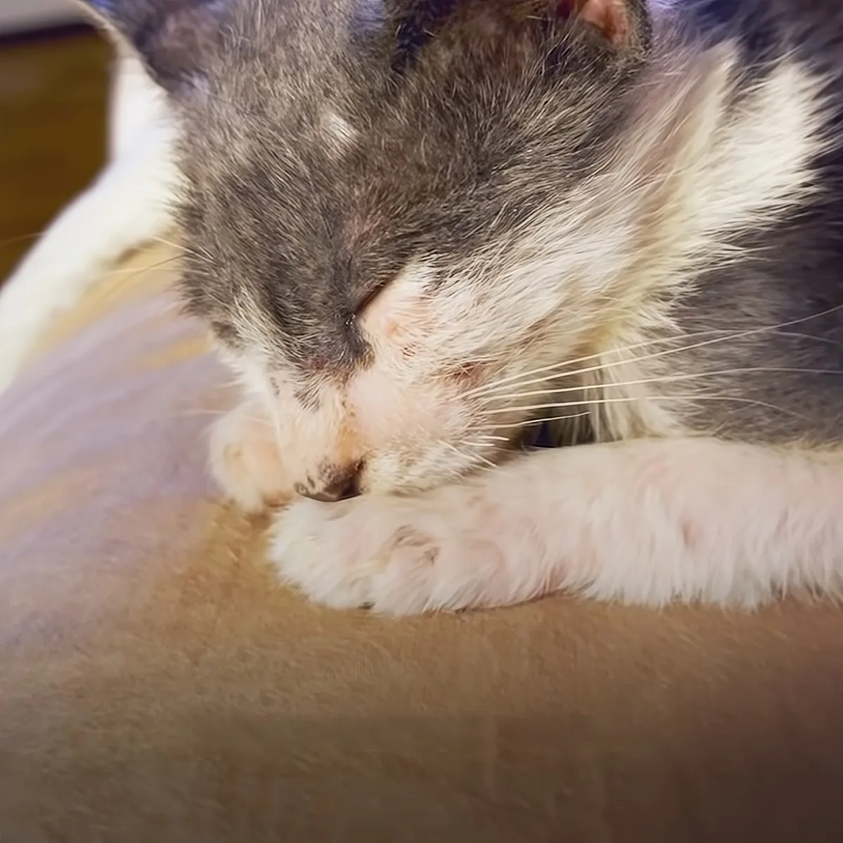 A cat with a white and gray coat is resting its paw on a brown surface, appearing relaxed.
