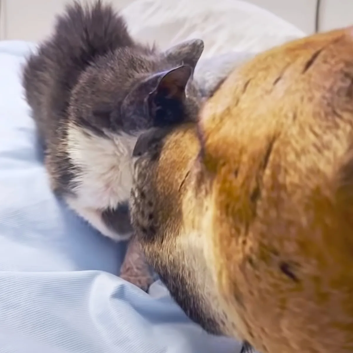 Kitten and giant Pitbull
