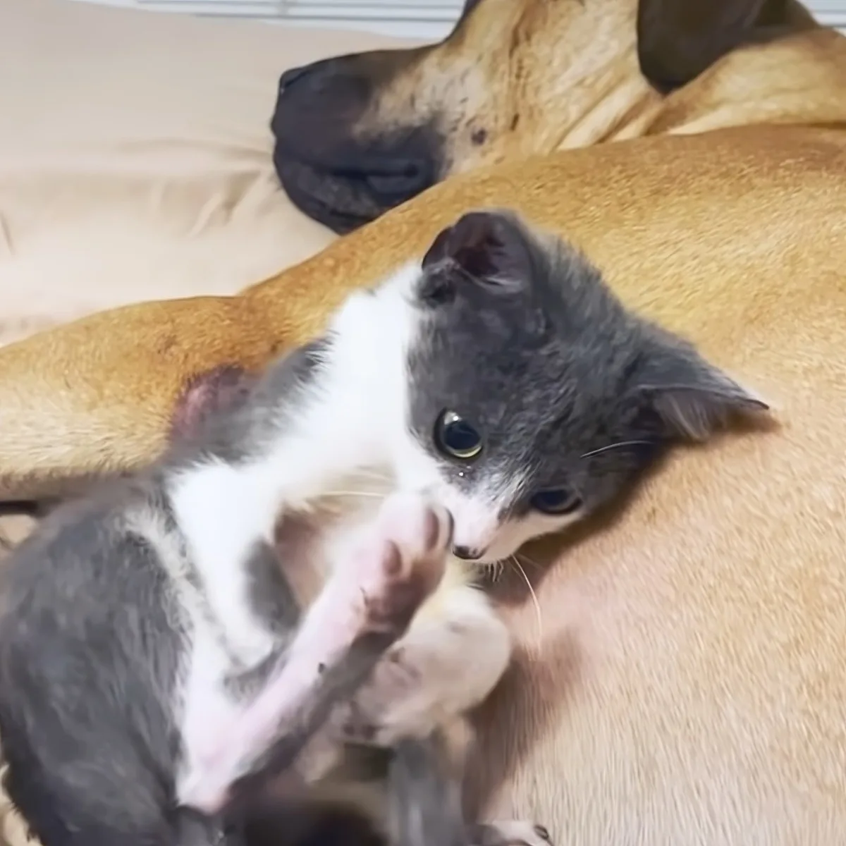Kitten and giant Pitbull