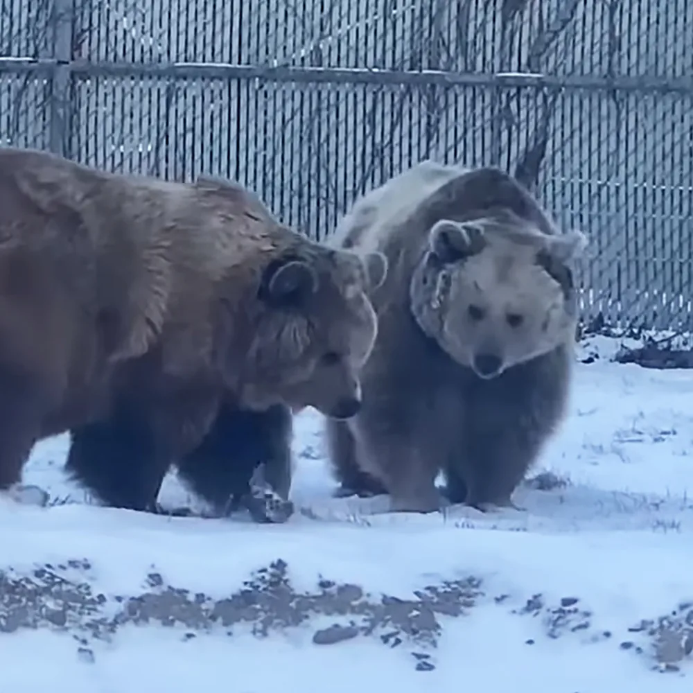 Two bears, one wearing a blue collar, stand in the snow near a fence.