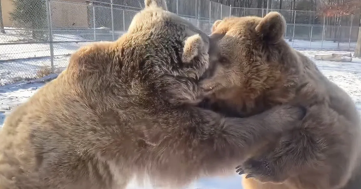 Massive Bear Siblings Love to Wrestle in the Snow
