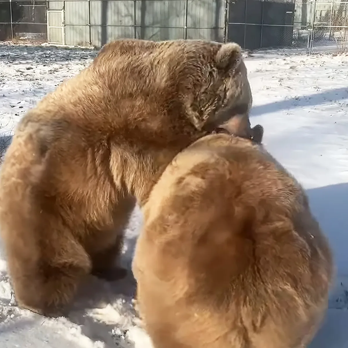 Two brown bears are playfully interacting in a snowy enclosure, their fur glistening in the sunlight.