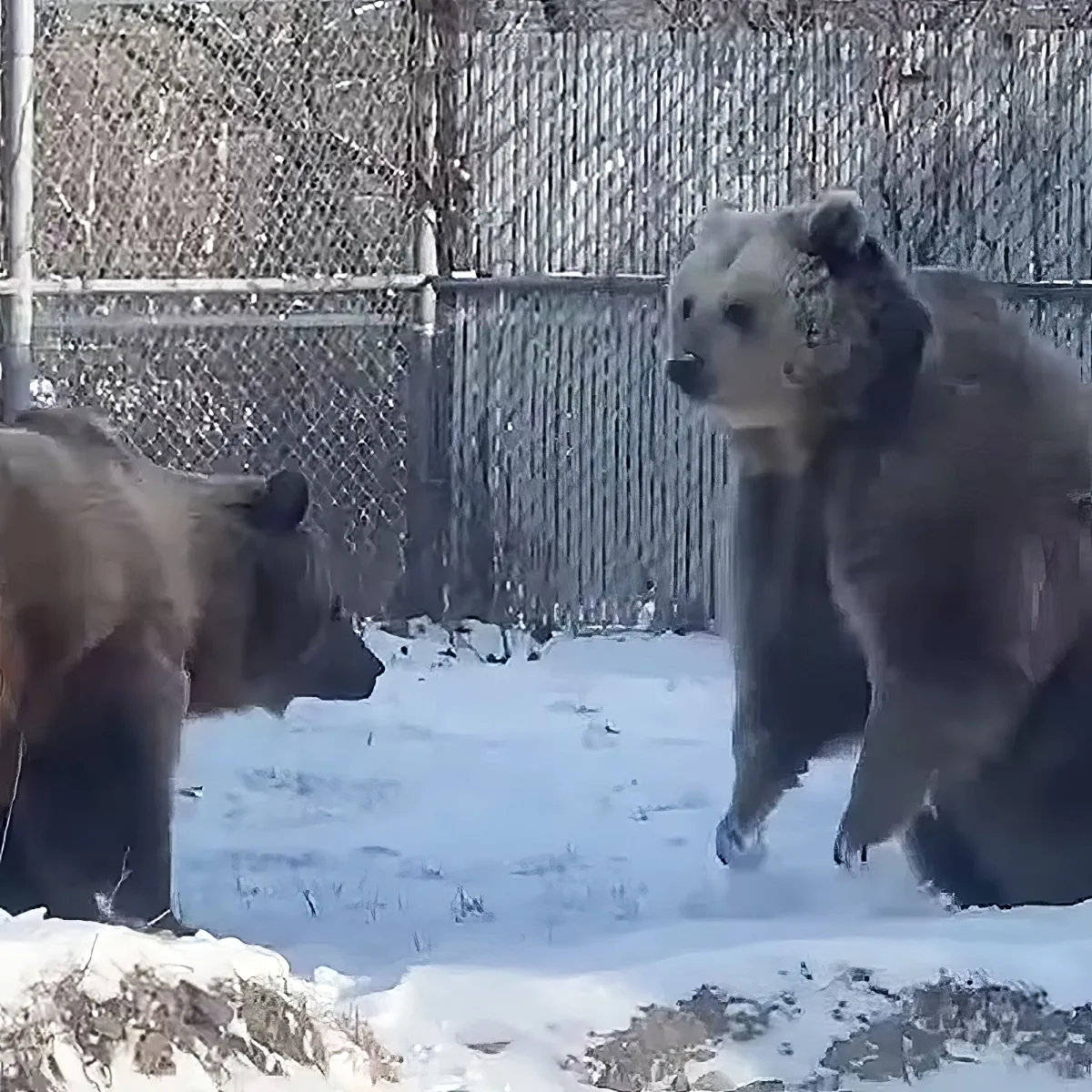 Two brown bears stand in snow, one facing the other, near a chain-link fence.