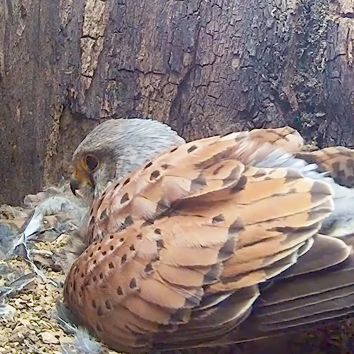 A bird with brown and gray feathers, perched on a rocky surface near a tree trunk.