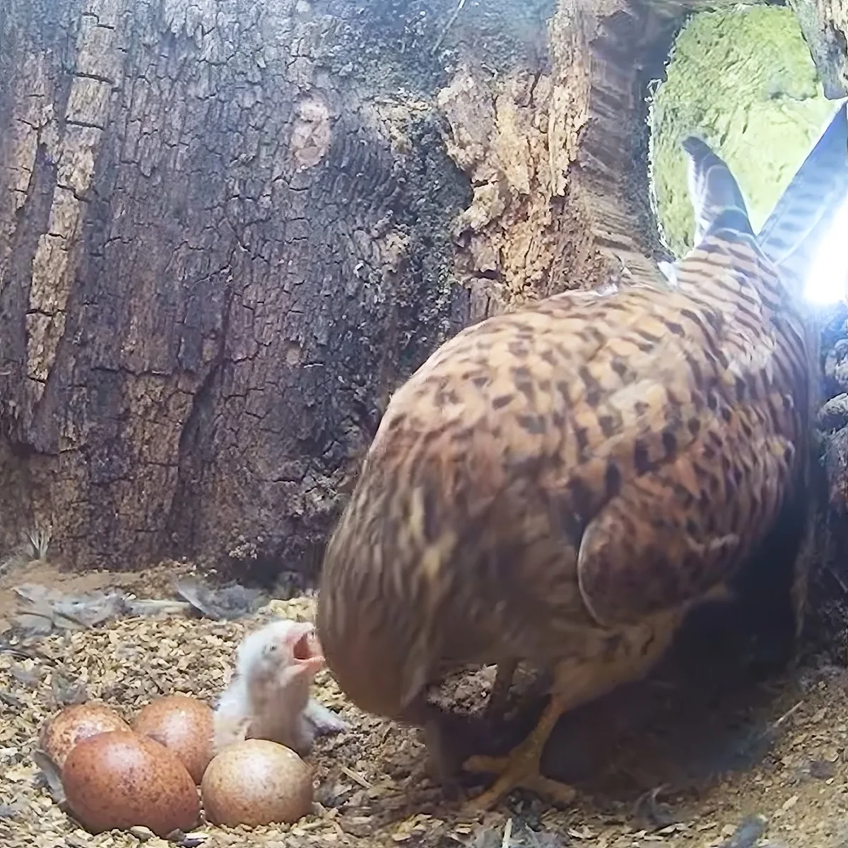 A hen sits protectively over her chicks and eggs in a nest.