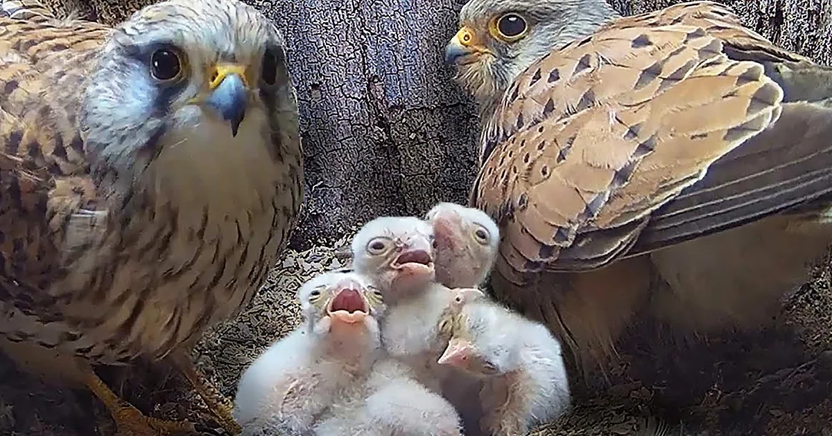 Kestrel Parents Do Amazing Job Caring for Their Hatchlings