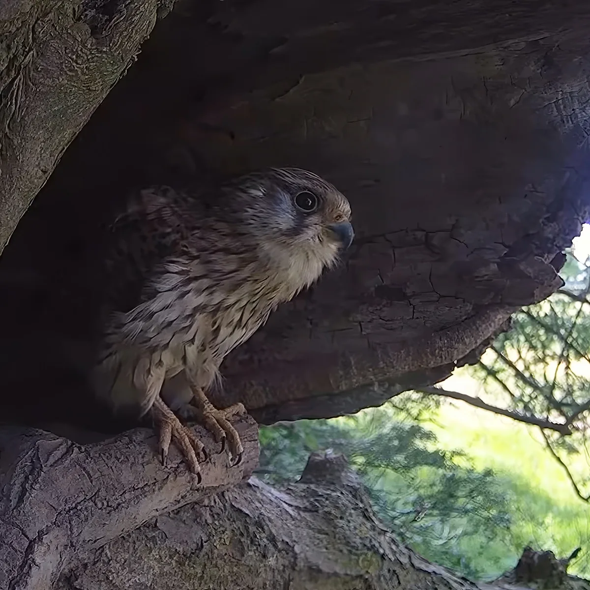 A young bird perches on a tree branch, its feathers mottled with brown and white, surrounded by sunlight and greenery.