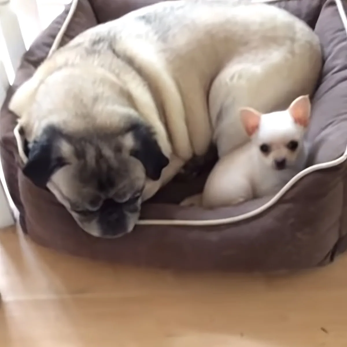 Tiny farm dog