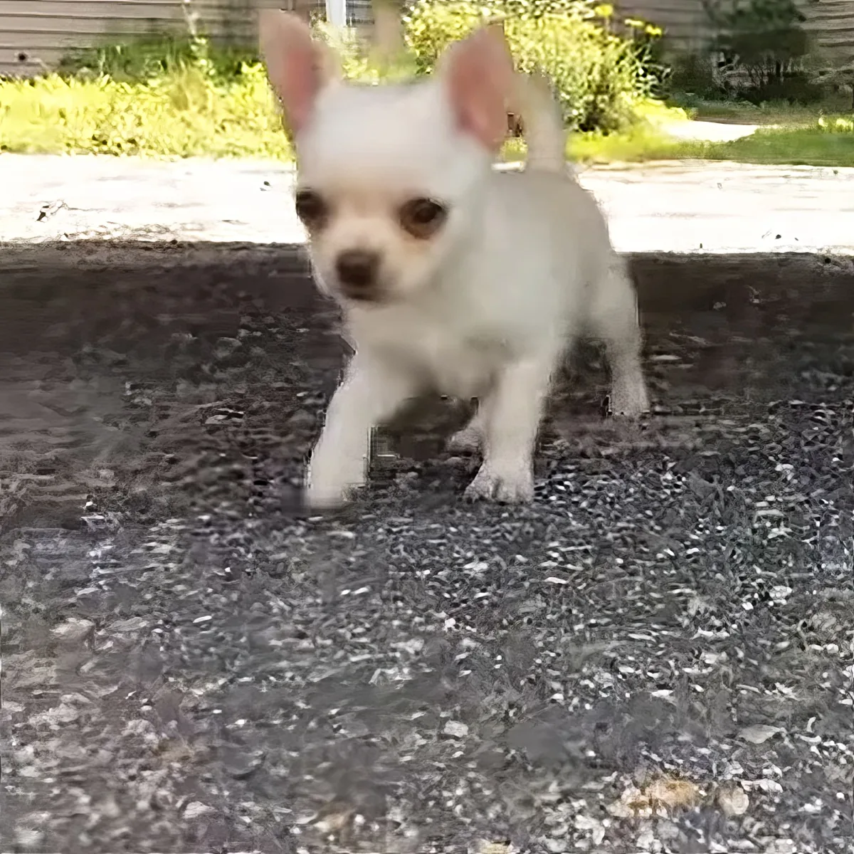 Tiny farm dog