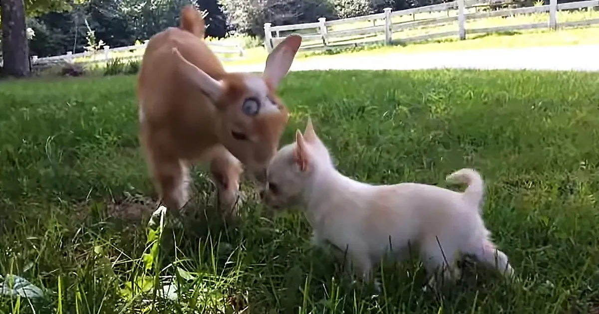 Tiny Farm Dog Does Morning Chores, Checks on Goats and Chickens
