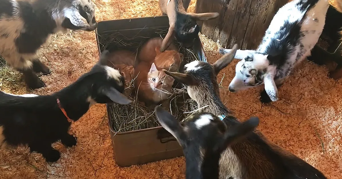 Curious Goat Herd Introduces Itself to Trio of New Barn Kittens