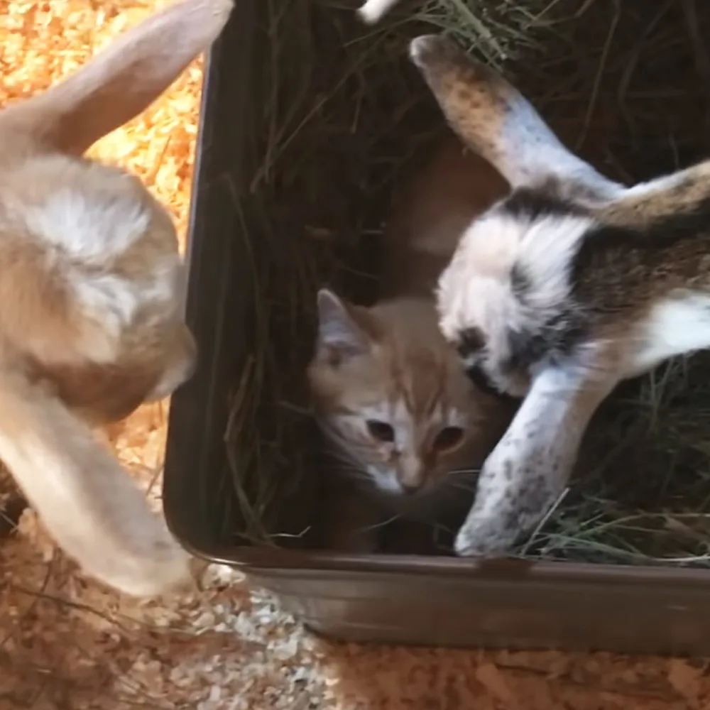 Goat herd and barn kittens