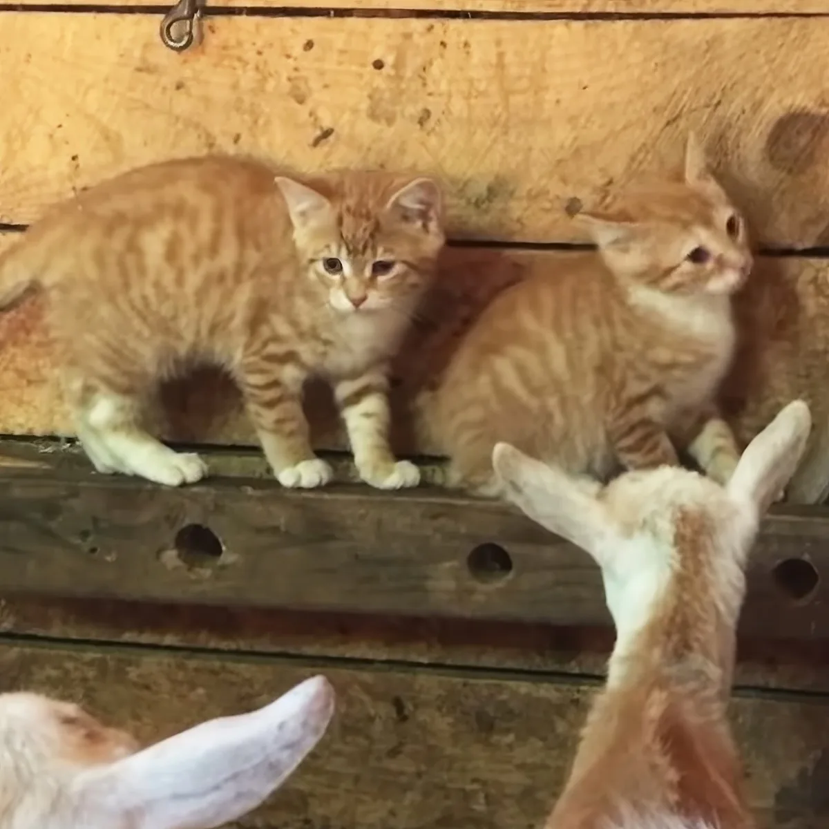Goat herd and barn kittens