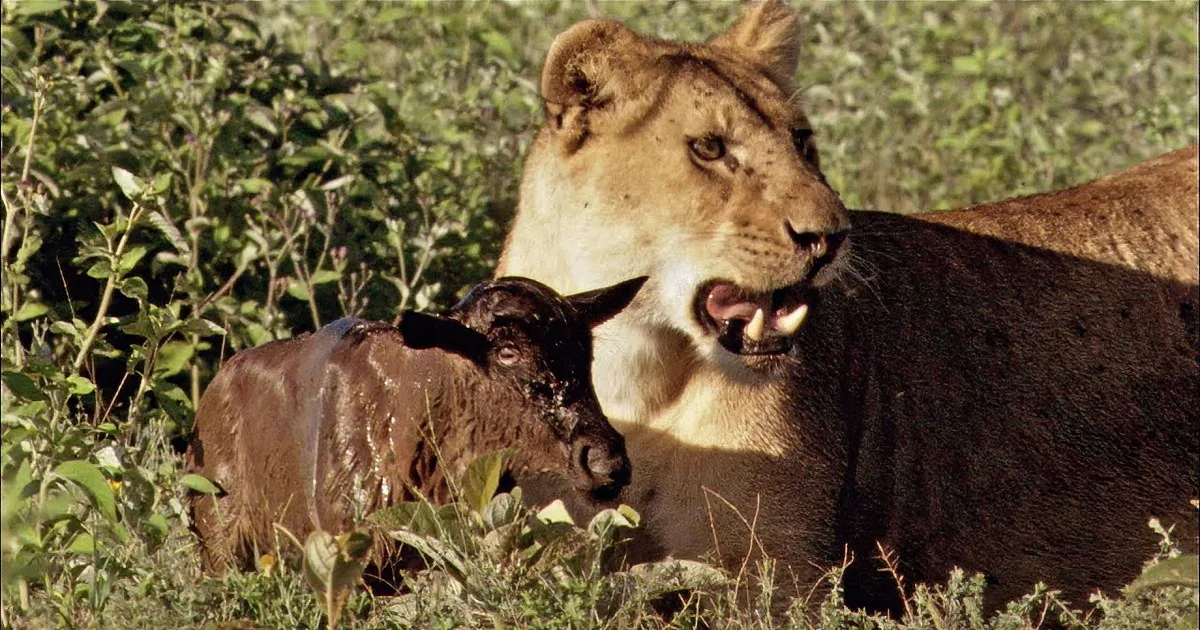 Rebel Lioness Spotted Protecting Wildebeest Baby in the Wild