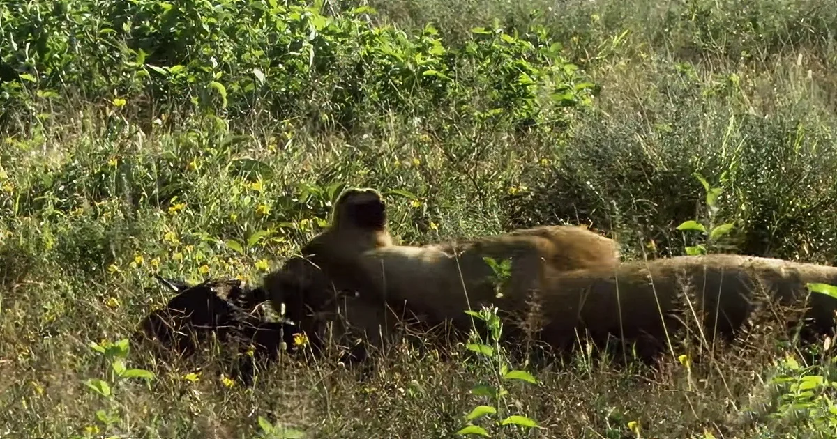 Lioness and wildebeest baby