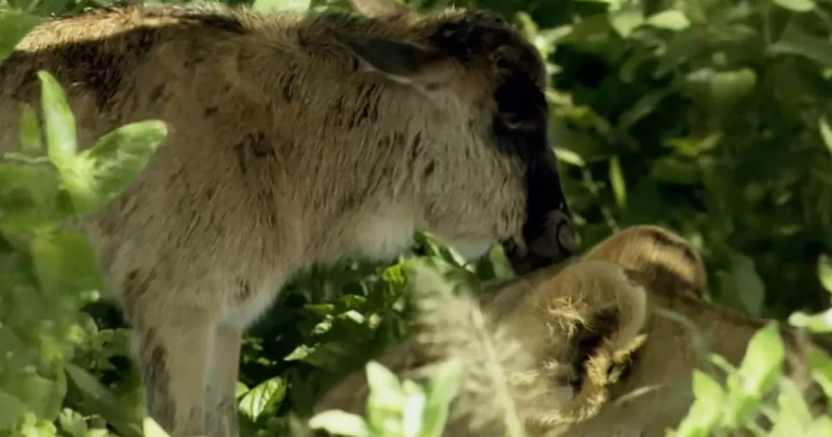 Lioness and wildebeest baby