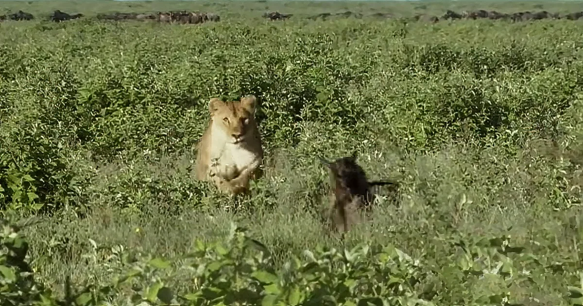 Lioness and wildebeest baby