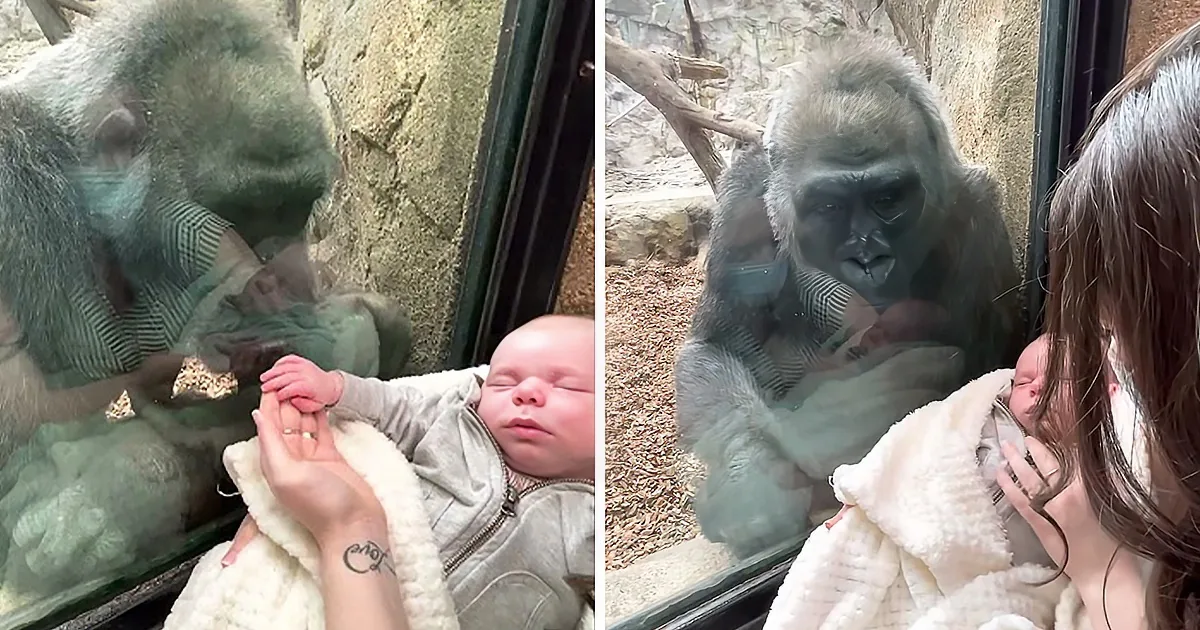 A baby is held by a person, reaching out to touch a gorilla through glass at a zoo.