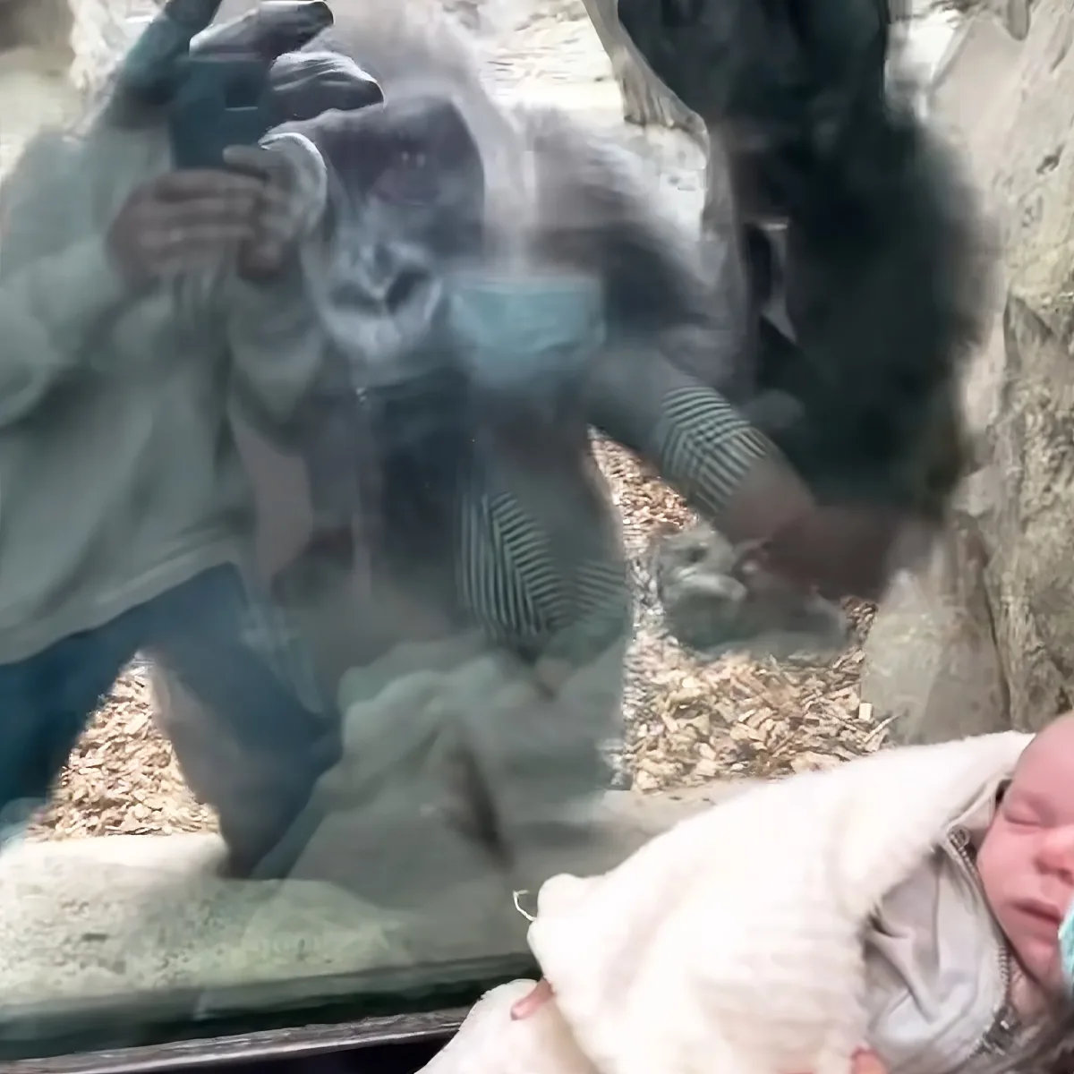 Gorilla and baby