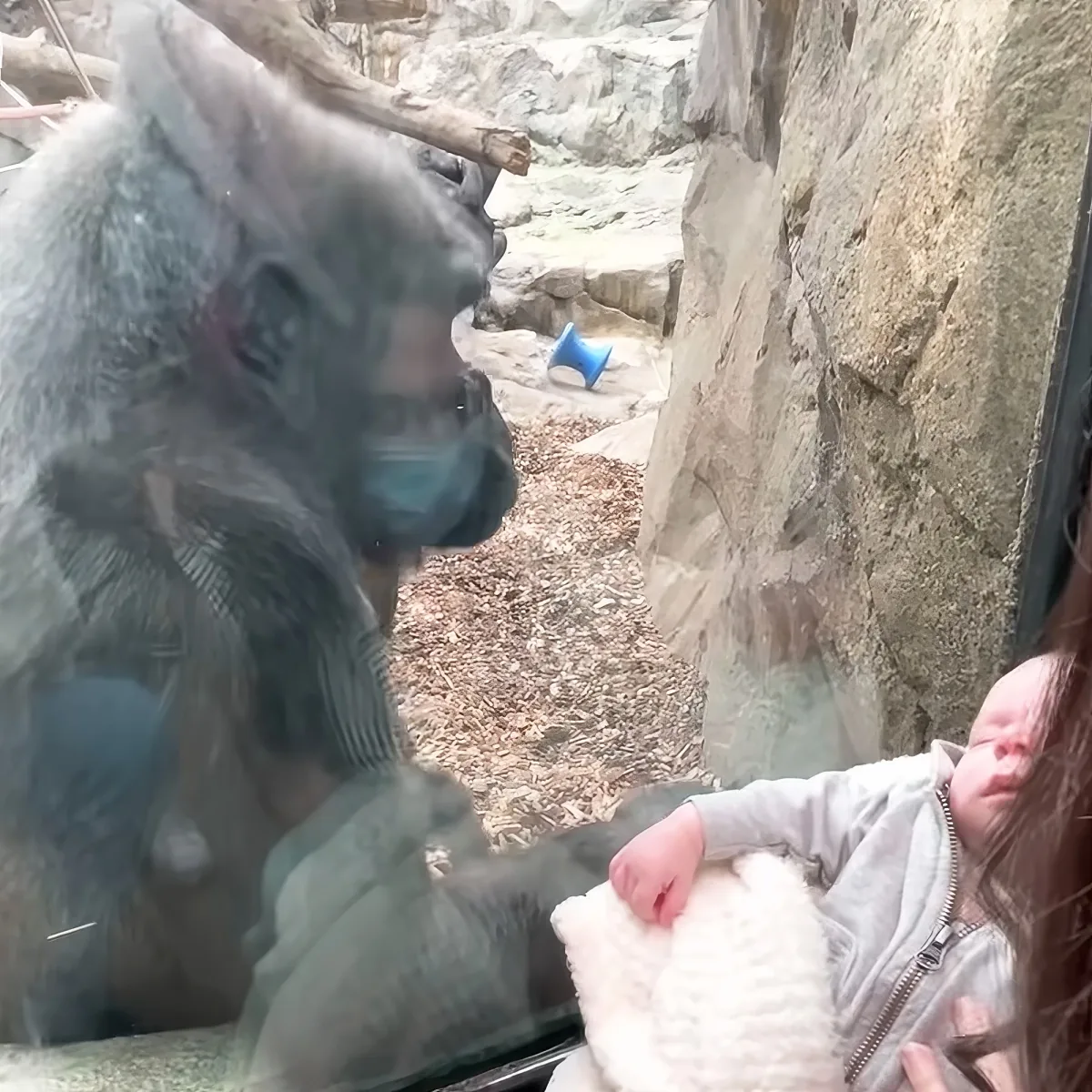 Gorilla and baby