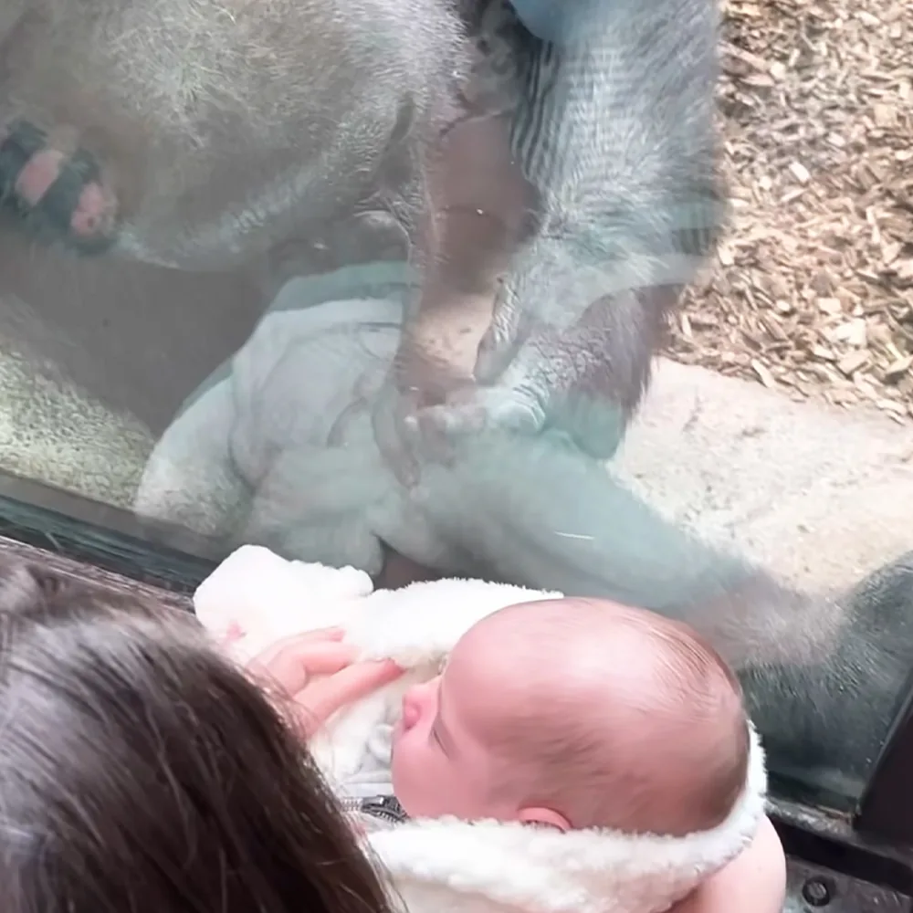 Gorilla and baby