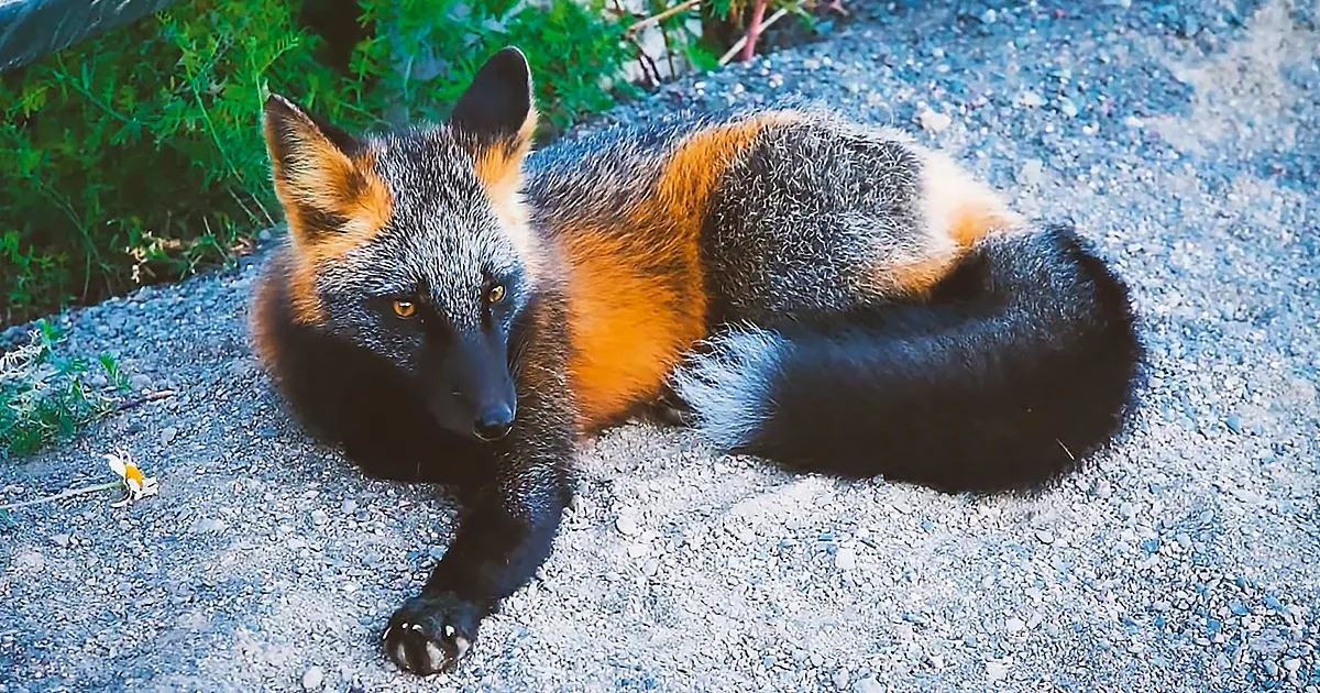 A fox with a black and orange coat is lying on a gravel path, surrounded by greenery.
