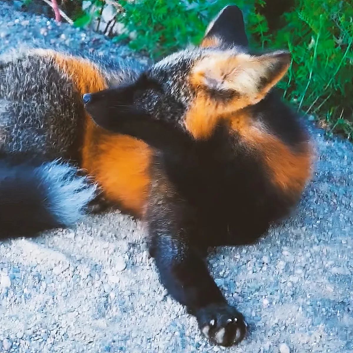 A fox with a black and orange coat is lying on a gravel surface, looking relaxed.