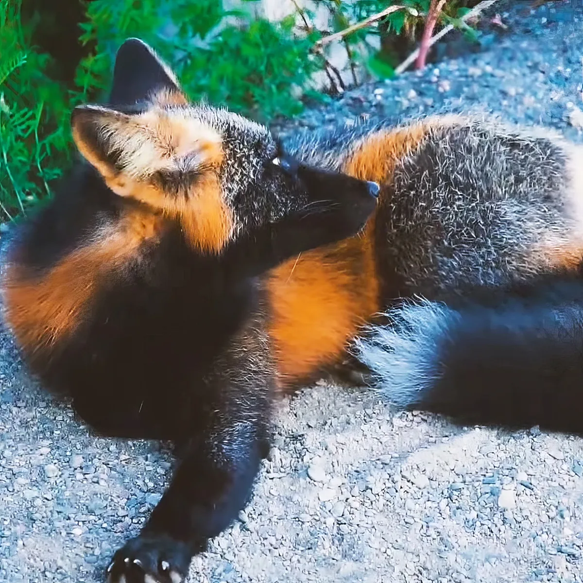 A fox is lying on its back on a gravel surface, with its legs stretched out and ears perked up.