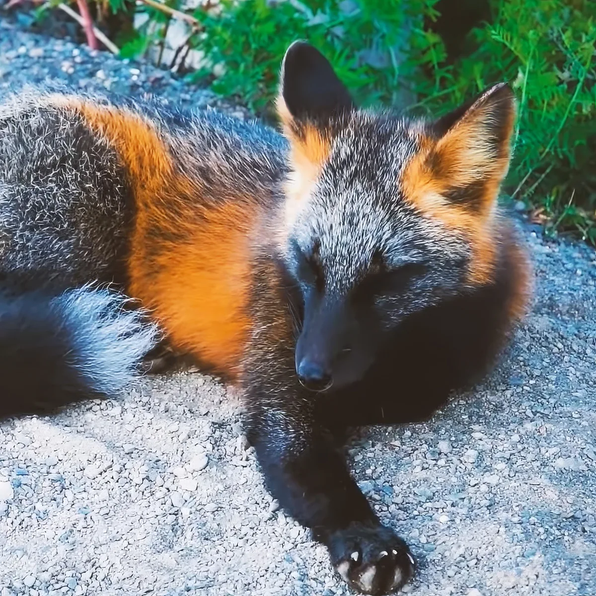 A fox with a mix of black, orange, and white fur is lying on a gravel surface, surrounded by greenery.
