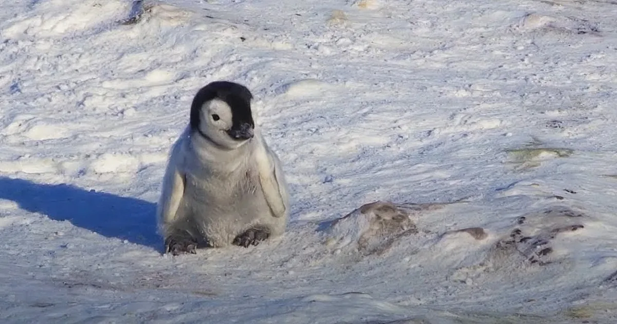 Baby Penguin Overcomes Shyness and Tries to Make New Friends