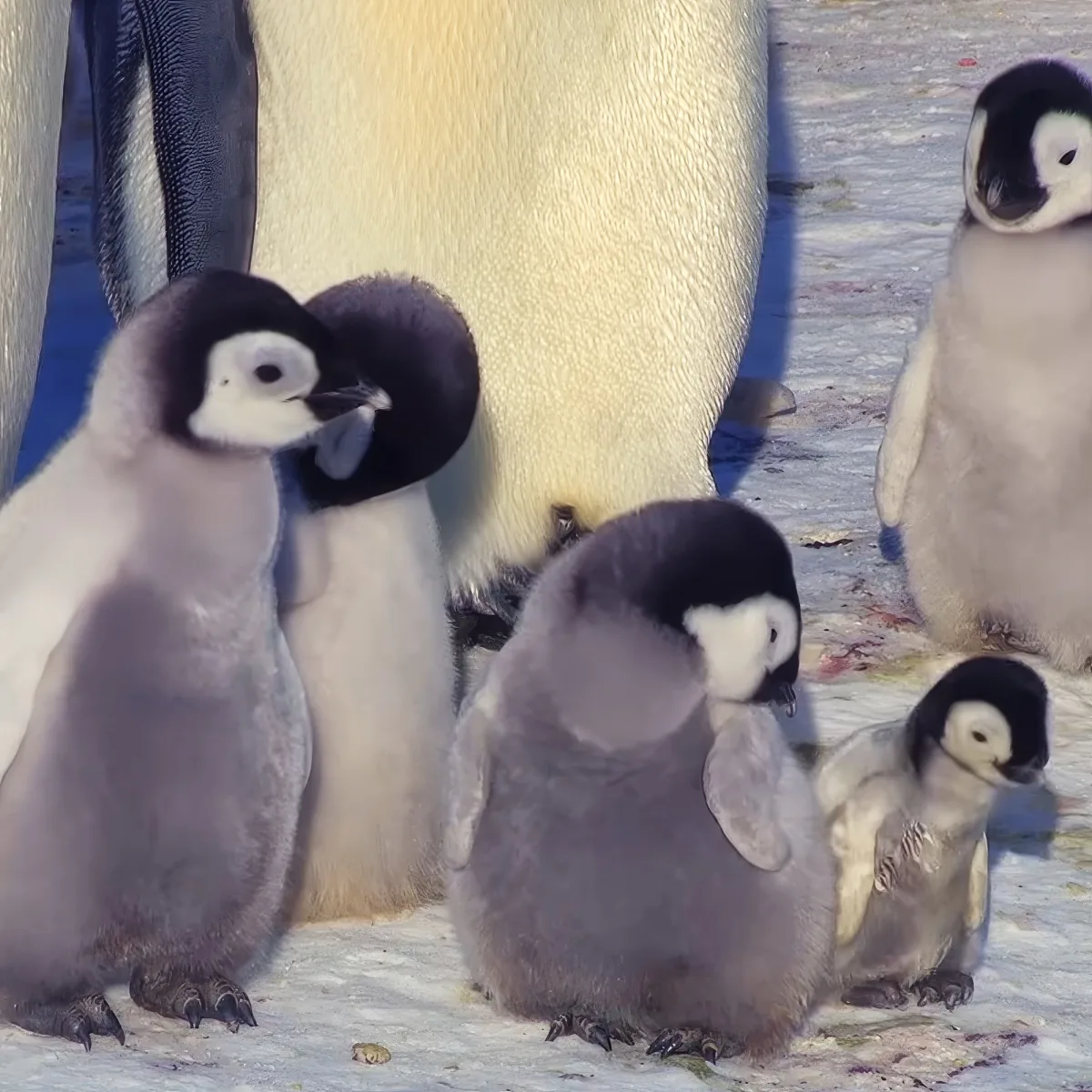 A group of emperor penguin chicks huddles together on snow, with an adult penguin in the background.