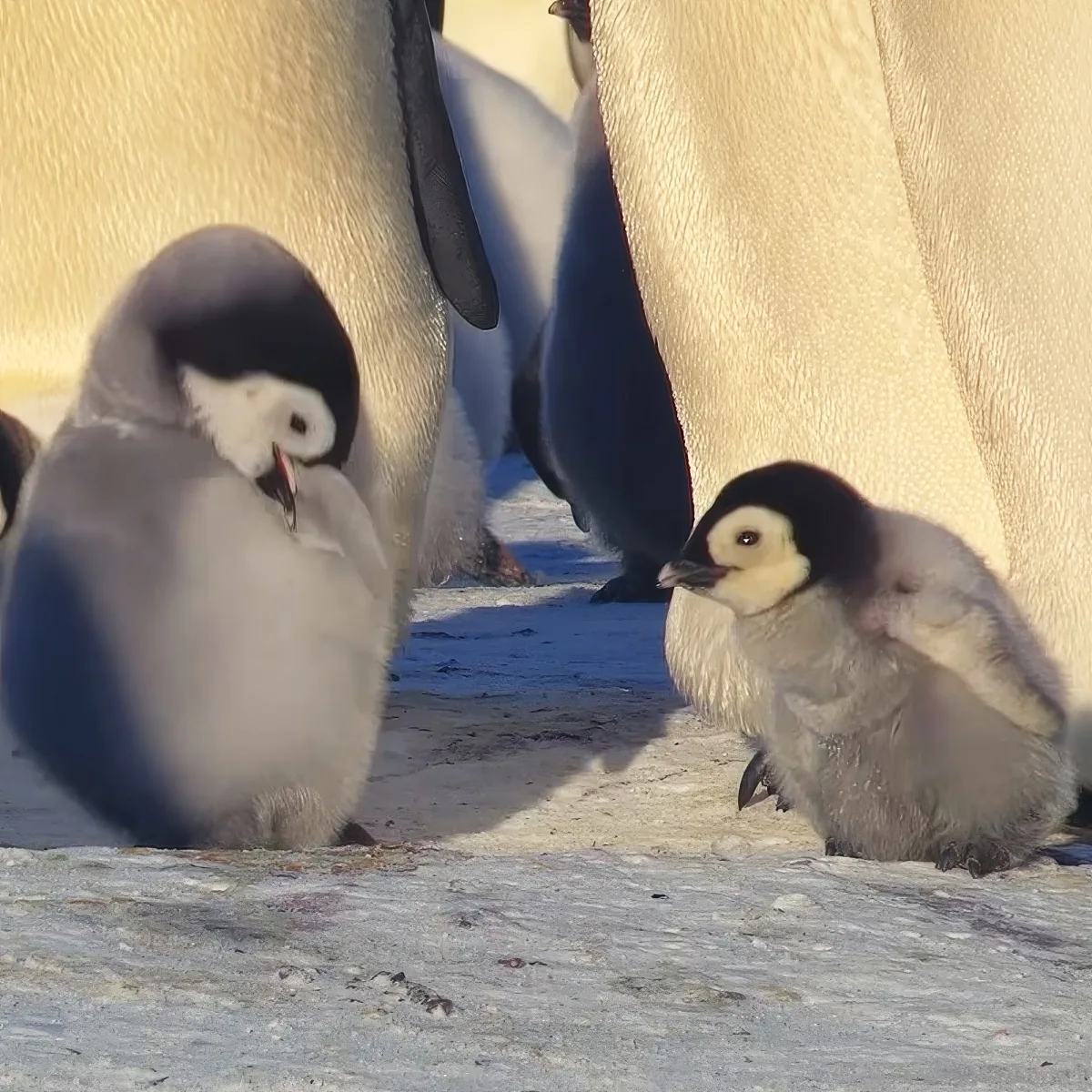 Two fluffy Emperor penguin chicks stand on snow, one looking around, another nestled close.